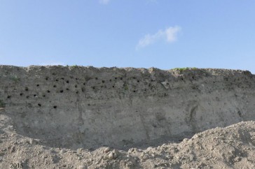 De kolonie in een zandheuvel.