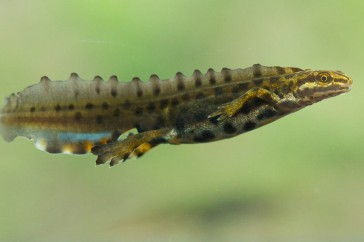 Zwemmende kleine watersalamander in baltskleed, let op de grote rugkam die het zwemmen makkelijker maakt.