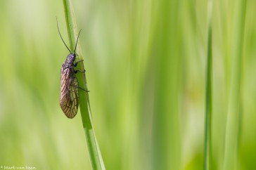 Slijkvliegen zijn veelal tussen het gras langs de waterkant te vinden.