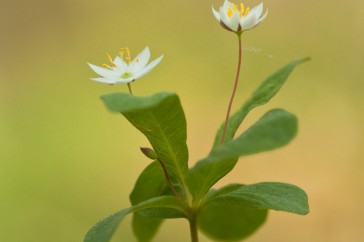 Een tweetal bloeiende bloemen met lichte achtergrond.