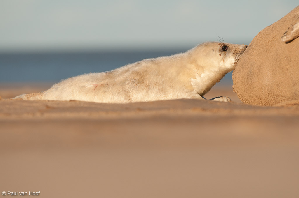 Grijze zeehond moeder zoogt haar pup