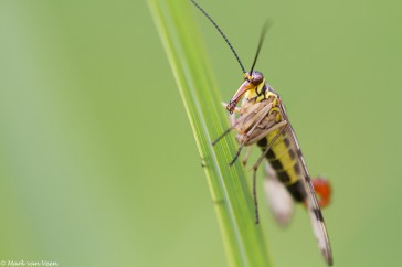 Met de gesnavelde kop en het omhooggekrulde achterlijf lijkt deze Weideschorpioenvlieg een vervaarlijk monster.