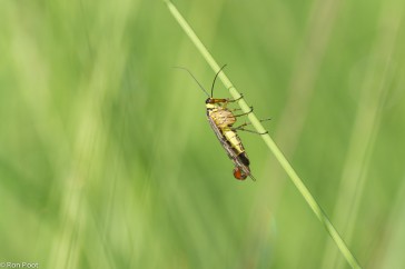 Mannetje schorpioenvlieg van opzij gezien. De  stekel waaraan hij zijn naam dankt is hier goed te zien.