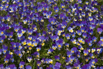 Driekleurig viooltje in massale bloei.