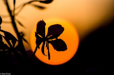 Een bloem als silhouet tegen de ondergaande zon.
