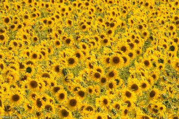 Beeldvullend en oogverblindend, een veld zonnebloemen.