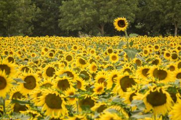 Zoek naar die ene uitschieter die het veldje zonnebloemen opeens anders maakt.