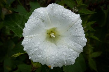 Een bloem van haagwinde wordt nog veel mooier met wat regendruppels.