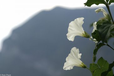 Twee bloemen van Haagwinde tegen de achtergrond van een berg.