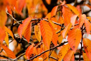 herfstkleuren fotowedstrijd
