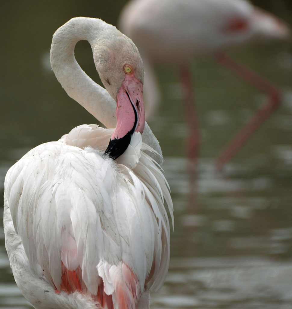Wreedheid caravan haalbaar De exotische flamingo is ook in Nederland te zien!