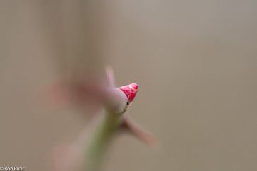Een rozenknop uitgelicht. Langs de tak gefotografeerd met open diafragma, waardoor de knop er uitspringt.