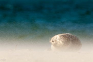 Zeehond in het stuivende zand van het strand, vanaf zeer laag standpunt.