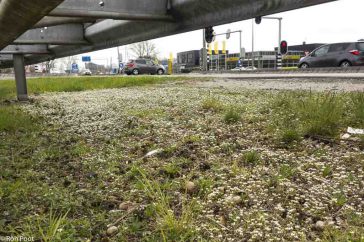 Massaal bevolkt Deens lepelblad de bermen van de wegen.