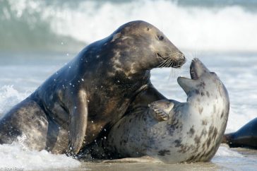 Als je geduldig wacht vertonen de zeehonden hun natuurlijk speels gedrag.
