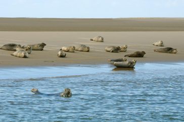 Tijdens speciale zeehondentochten kom je niet dichtbij genoeg voor close-ups ,maar kun je wel groepen zeehonden op zandbanken fotograferen.