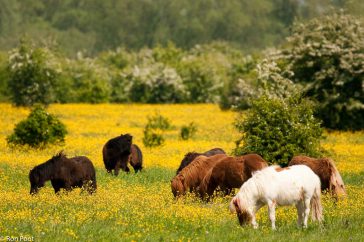 Halfwilde paarden in natuurgebied Duursche waarden, grazend tussen de boterbloemen.