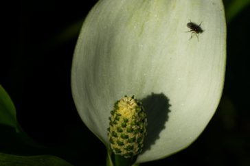 Een insect zoekt een plekje op het schutblad, in de zon.