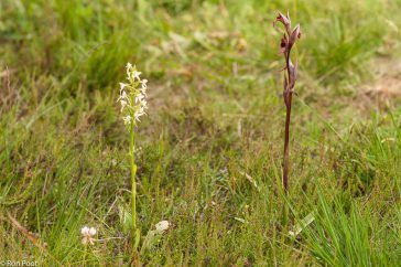 Een bijzonderheid, twee orchideeën bij elkaar. De welriekende nachtorchis met een lange tongorchis die 'verdwaald'  was in het Bargerveen.