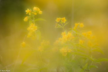 Dwars door de gele bloemen fotograferen geeft een heel eigen sfeer.