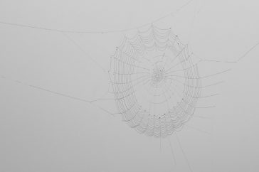 Een wielweb in de mist.