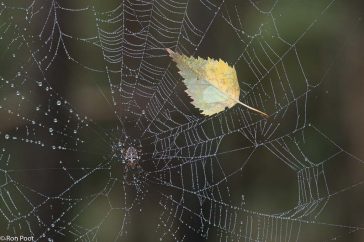 Een herfstblaadje eindigt in het web, een teleurstellende prooi.