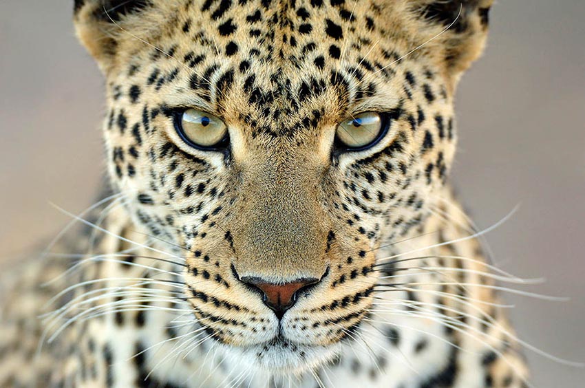 Leopard Gaze