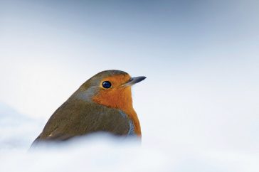 Een vogel in de sneeuw vergt een correctie van de lichtmeter (tenzij je spotmeting op de vogel toegepast hebt). Overbelichten is het devies als je witte sneeuw wilt.