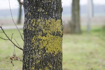 Gele aanslag op bomen: het zijn korstmossen die een teken zijn van stikstof in de lucht.