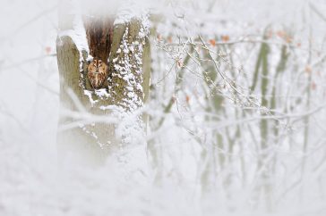 Door de bosuil klein in beeld te nemen, wordt de wintersfeer versterkt.