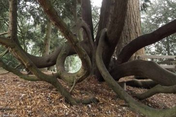 Het arboretum Poort-bulten bezit een verzameling bijzondere en excentrieke bomen.