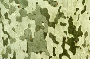 Inktvlekken - de afbladderende schors van een plataan.