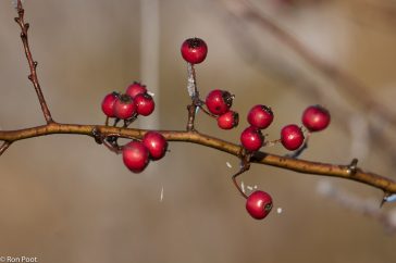 De bessen van meidoorn blijven tot ver in de winter rood.
