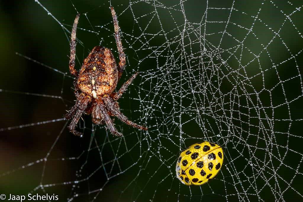 Spinnenweb met spin