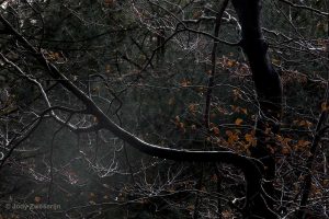 Fotograferen in het herfstbos