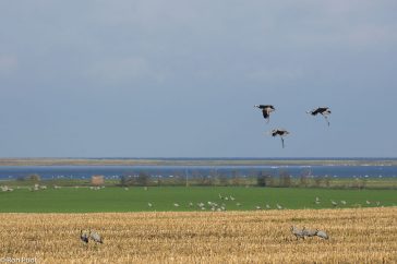 Het landschap van Noord Duitsland waar de kraanvogels zich verzamelen.