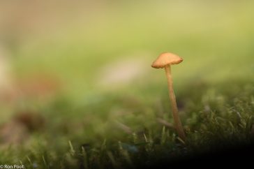 Geef een kleine paddenstoel rustig de ruimte om zijn nietigheid te accentueren.