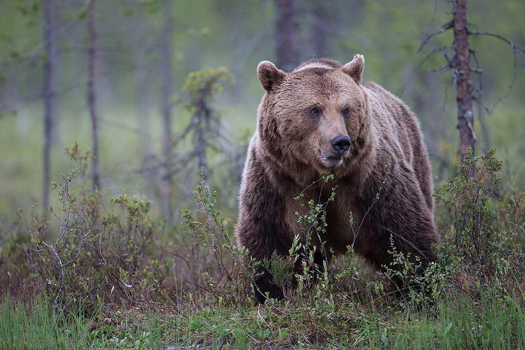 diamant Afkorten ontspannen Bruine beren in Europa - Natuurfotografie