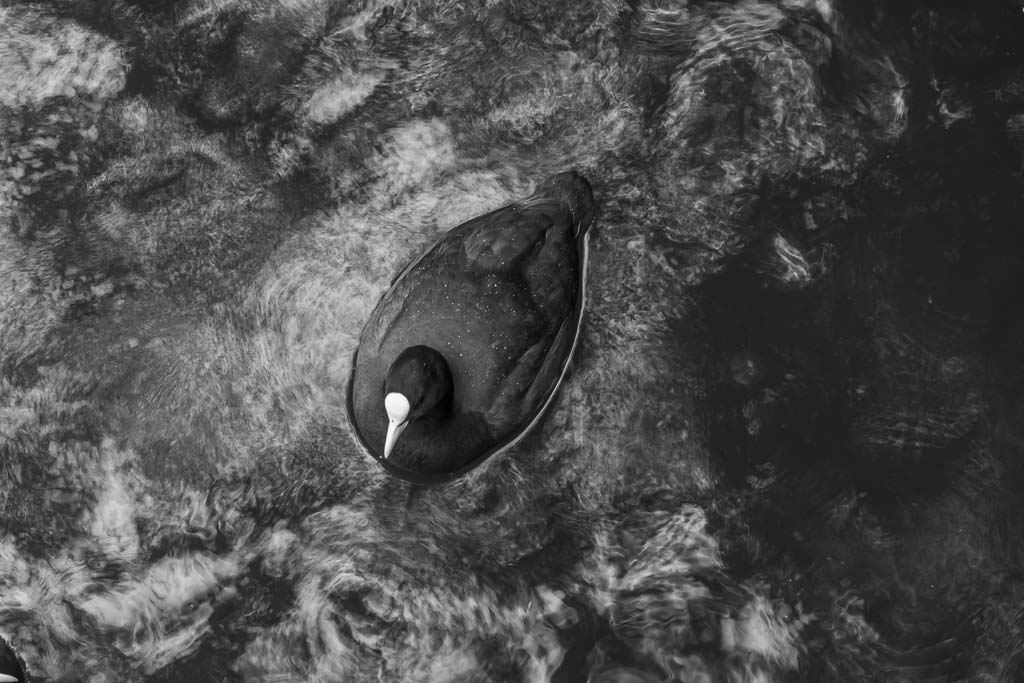 De kracht zwart-wit fotografie - Natuurfotografie