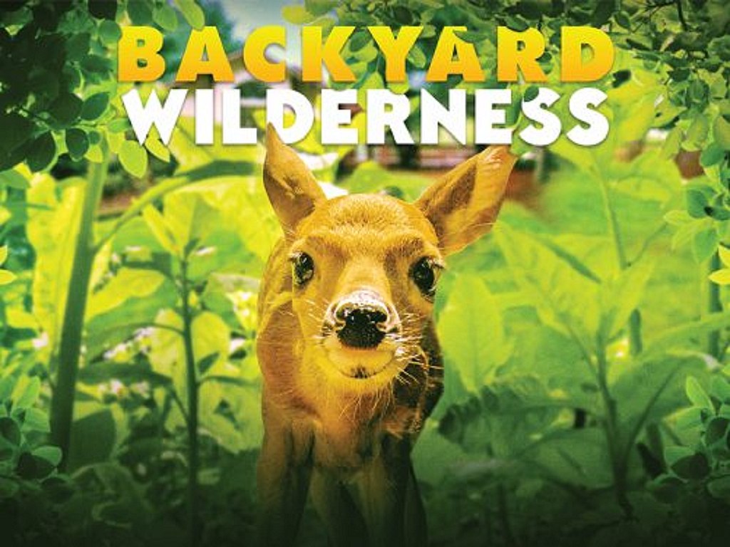 Backyard Wilderness