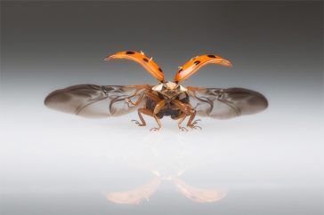 Lieveheersbeestjes komen graag af op een lichtbak. Dat geeft een mooie gelegenheid ze vliegend te fotograferen.