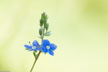 Close-up van een bloemtros van gewone ereprijs.