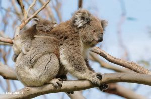 Koala met jong
