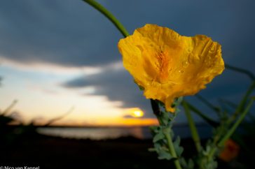Gele Hoornpapaver bij zonsondergang met 20mm lens en invul flits