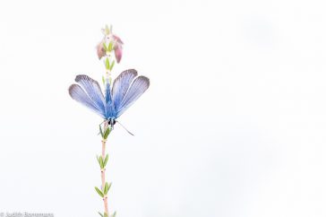 Met high-key fotografie kleurt de blauwe vlinder tegen een lichte achtergrond.