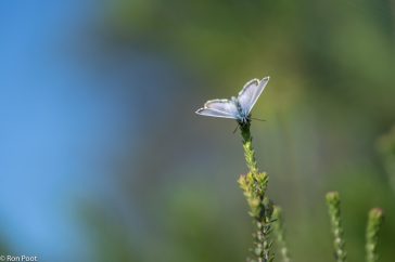 De kleur van de blauwe lucht harmonieert met de kleur van de vlinder.