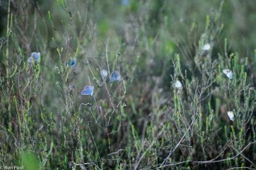 Slaapplaats van heideblauwtjes, de vlinders warmen zich op in het eerste zonlicht.