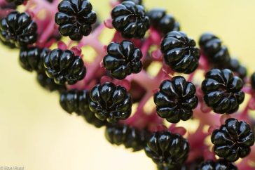 De rijpe vruchten van oosterse karmozijnbes zijn zwart, de acht deelvruchtjes zijn niet met elkaar vergroeid maar staan los naast elkaar.