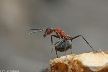 Boze mier. Het achterlijf naar voren gekromd, zo spuit de werkster het mierenzuur naar de indringer.
