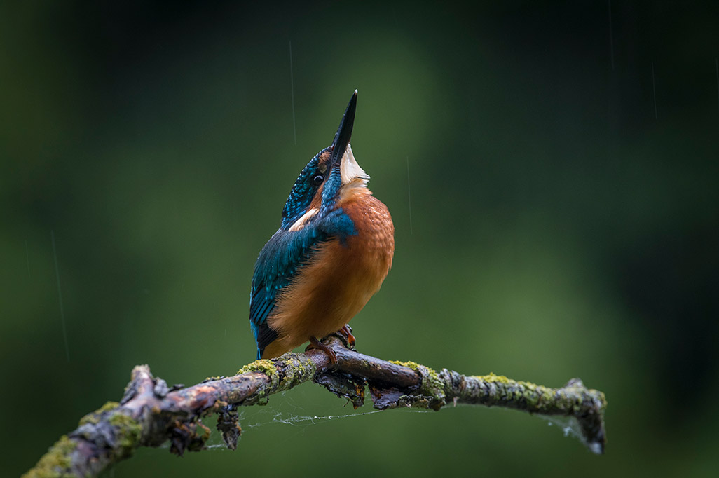 Kingfisher, photo by Erik Veldkamp